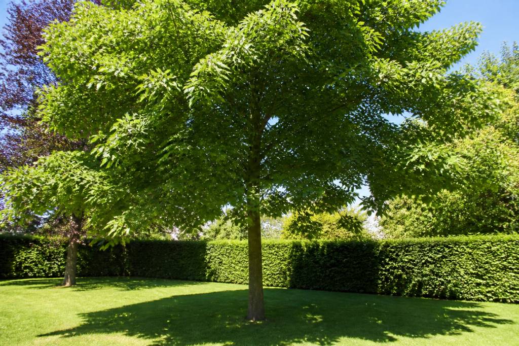 Arbre qui fait de l&rsquo;ombre et qui pousse vite : espèces à privilégier