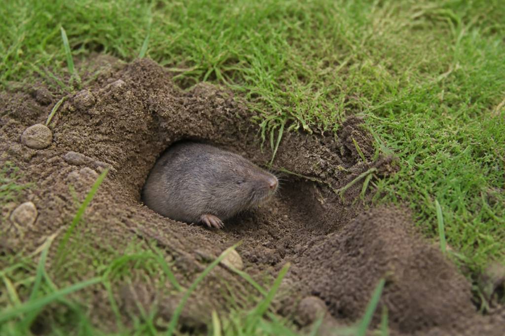 Comment se débarrasser des rats taupiers : solutions efficaces au jardin