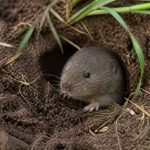 Comment se débarrasser des rats taupiers dans un jardin efficacement