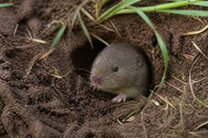 Comment se débarrasser des rats taupiers dans un jardin efficacement