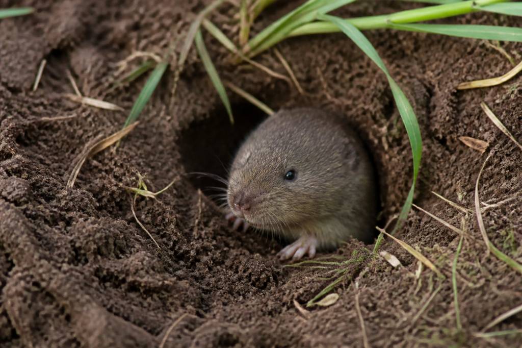 Comment se débarrasser des rats taupiers dans un jardin efficacement
